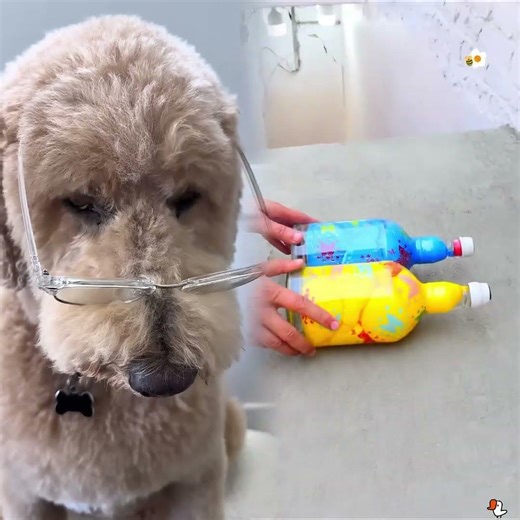 Getting humbled by Oliver once again.. #dogs #dogcomedy