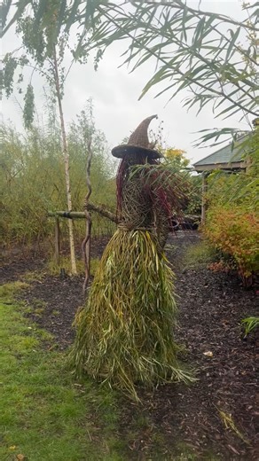 An absolute pleasure to be working with children in our partner school this week making a Willow Witch for the local garden centre’s scarecrow competition. Small people aged 4 to 11 helped with every step - selecting and cutting hazel to make the frame, helping weave a willow hat, plaiting willow to make snails, random weaving a head and body, harvesting willow from their willow tunnel to create a skirt, and collecting and weaving in dogwood to create wild, red hair. It was a massive learning cu