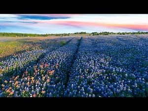 Texas State Flower 4K | Bluebonnet Trails, Ennis TX 2017 | Drone Texas