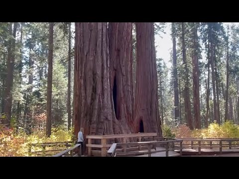 Explore the giant sequoias of Calaveras Big Trees State Park