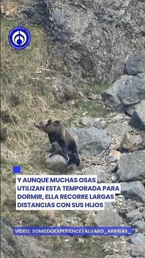 Osos bebés aprenden a sobrevivir junto a su madre en la naturaleza
