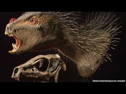 Heterodontosaurids: Bizarre Fanged Herbivorous Dinosaurs