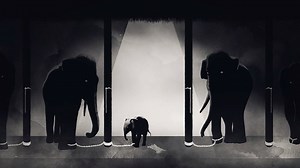 461 reactions · 2K shares | Across Asia, elephants are abused so that tourists can ride them. Now this cruel industry is spreading in Southern Africa. Watch this animation of the life of an elephant as it is taken from the wild to entertain tourists. Together we can stop this suffering. Join the movement: bit.ly/1KauKoB | World Animal Protection UK | Facebook