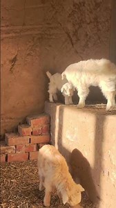 I Can’t Decide — Which Lamb Is Cuter?#cute #cutefarmanimal #cutegoat