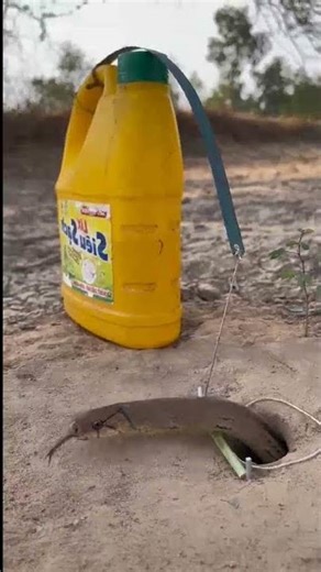 How to trap animals for survival #SurvivalSkills #AnimalTraps #Bushcraft #snake #animaltraps