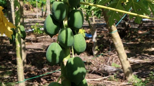 Schnittgut: Schnittgut, 14.11.25: Papaya