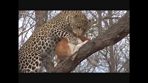 【閲覧注意】ジャガーに為す術もなく捕食される犬