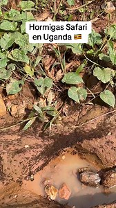 Las hormigas safari (Dorylus) también conocidas como hormigas guerreras o hormigas legionarias, son un grupo de hormigas depredadoras que forman enormes colonias nómadas. Son famosas por sus marchas masivas y su capacidad para devorar casi todo lo que encuentran a su paso. | Surcos Tours - Costa Rica