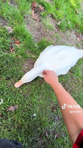 Understanding the Behavior of Peking Ducks: A Pet Owner's Dilemma