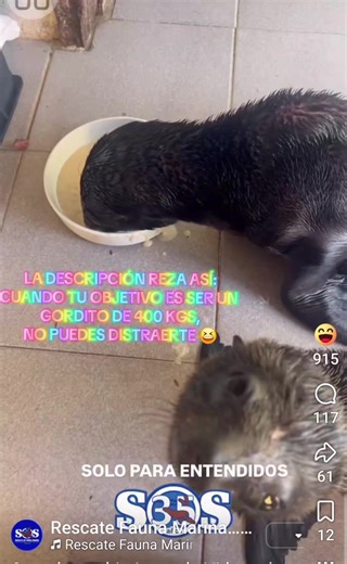 Come con todo su ser, 😁, Aquí lo tienen, tomando fórmula y esperando pegar el estirón 🥰 #viraltiktokvideo #paratiiiiiiiiiiiiiiiiiiiiiiiiiiiiiii #faunamarina #naturalezaporelmundo #ahorasoylaabueladetiktok