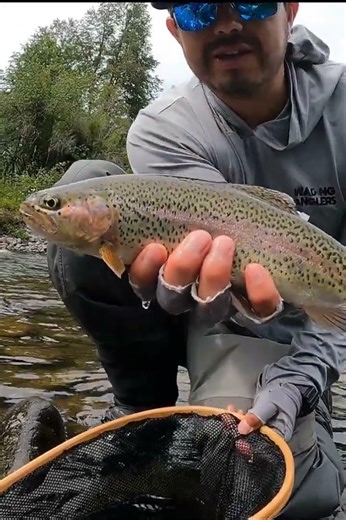 We released this rainbow trout. Fly fishing in rivers of southern Chile #fishing #trout #flyfishing
