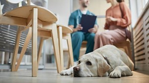 When To Neuter A Labrador And Are There Risks In Waiting?