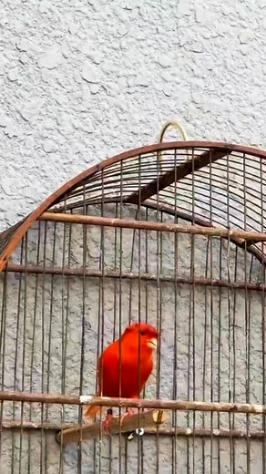 Canary bird singing ❤️ | Canary birds Kanarienvögel