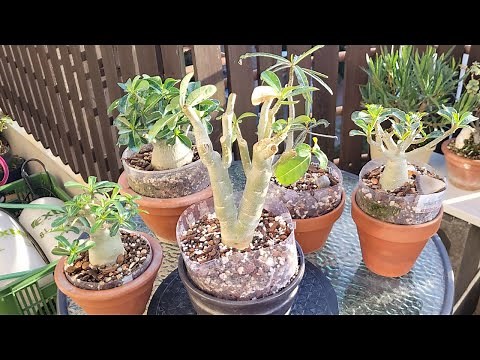 Making Adenium obesum bonsai/desert rose - step by step