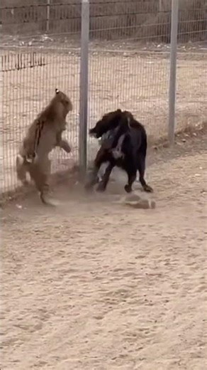 What happens when two wolves clash in the wild? 💥🐾#battleroyale #Wolves #Wild #Clash #Fight #Real