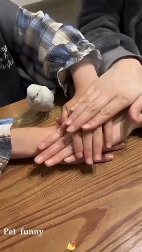 birds being idiots #pets #funny #birds #funnybirds