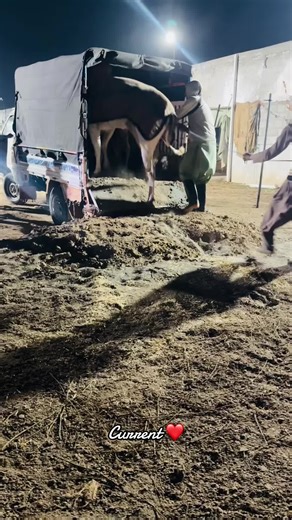 Innovative Breeding Setup at SK Cattle Farm