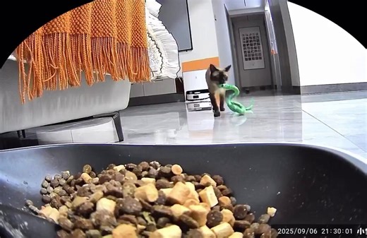 Very cute Cat tries to make its green snake toy eat from the bowl.