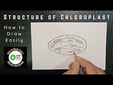 How to draw Structure of a Chloroplast ‪@RAHULArts_Biology‬