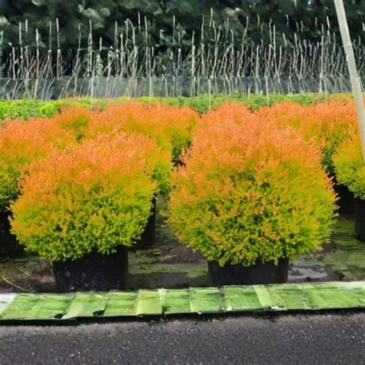 Fire Chief Globe Arborvitae – 2.5 Ft Live Plant | Dwarf Evergreen Thuja Shrub - Etsy