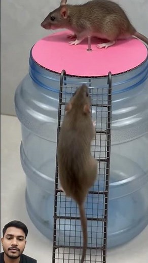 How to Make an Easy DIY Rat Trap Using a Plastic Jar 🐀 #homemadetrap