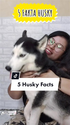 Yg pny husky pst paham 🐺#pet #dog #siberian #husky #facts #thingsyoushouldknow #yukcaritau #viral