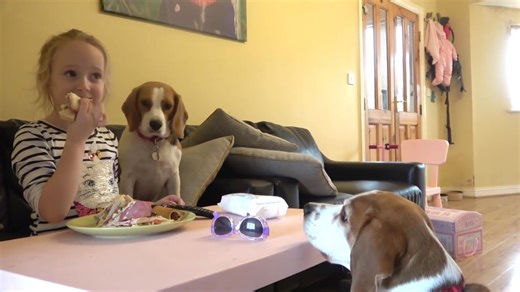 Ignoring beagles while eating sparks sneaky food heist attempt