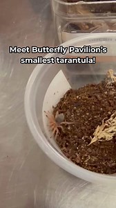 427 reactions · 20 shares | Though tiny, this tarantula is an...