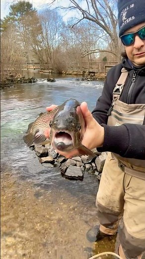 Trout fishing the Connetquot River state park. #fishing #troutfishing #flyfisherman #flyfishing