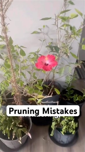 Can You Prune Indoor Plants in Spring? 🌿 | Correct Pruning & Neem Oil Prevention Guide