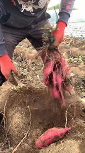 41K views · 353 reactions | I love sweet potatoes六‍part 20#facebookreel #farmer #facebookpost #family | のうきよう | Facebook