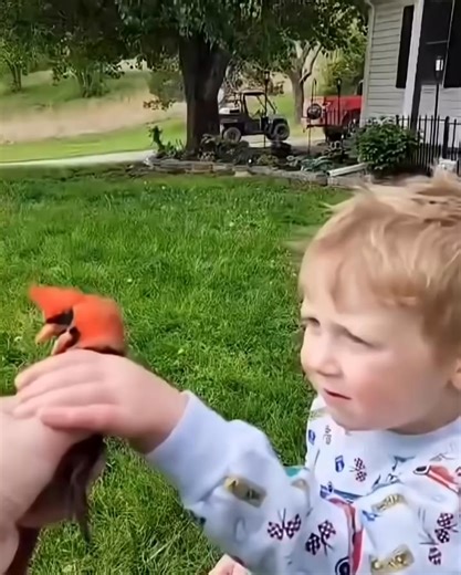 Parrot core #funny #usa #parrot | Feel cool