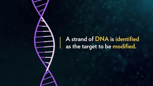 Should we edit the human germline?