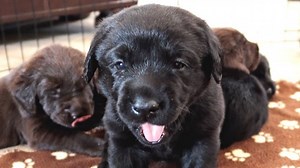 LABRADOR PUPPIES TURN 1 MONTH OLD! | Life With Labradors