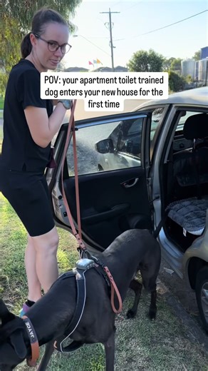 Essential Tips for Dog Toilet Training in New Environments