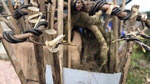 3.4K views · 46 reactions | Báo giá cây mai bonsai phối tượng tiểu cảnh. Cầu may mắn cho gia chủ. Chơi tết 2023. 0904338219 | Mai Bình Định - Rẻ Đẹp Độc - Vườn Mai Bonsai 9 Mà | Facebook