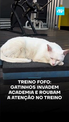 Gatinhos invadem academia e roubam a atenção no treino #shorts