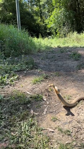 Brown snake Defensive behaviour explained! This is one of the best video's around showing the two extremes of brown snake behaviour within a 30 second video. For the first half of the video I am moving around and the snake is responding to my movements as well as the snake bag moving. As soon as I stop moving the snake INSTANTLY changes its behaviour and becomes calm and moves off into the bush straight past my legs. Snakes are NOT aggressive! Snakes will NOT chase you! Snakes will NOT try and e