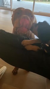 15 reactions | One of my members introduces their new kelpie pup to their older dog and it was warmly accepted. | Herding Dog Training Melbourne. | Facebook