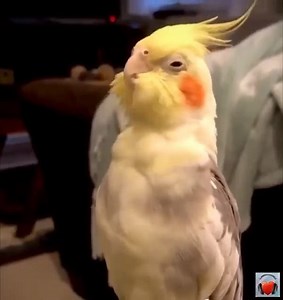 533K views · 11K reactions | *on Instagram https://www.instagram.com/mesmerizingsounds/ We live in such an astonishing, amazing, mesmerizing universe! Yes, you are dreaming! Real or fake? 0:24 convinced me it was real, hard to voice over this accurate. Probably just Yawning with sound though ;) | Mesmerizing Instruments and Sounds | Facebook