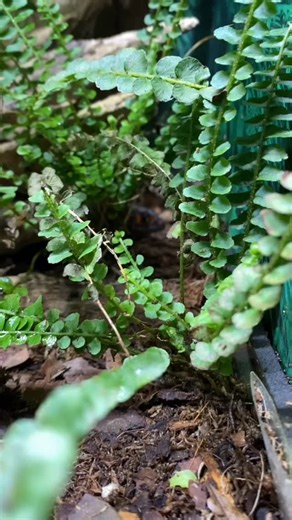 How to train your dragon ✨🐲. Feeding super worms to one of my red-eyed crocodile skink pairs (Tribolonotus gracilis). Their names are Sonny and Sappy and I’ve owned them since 2016! • #redeyedcrocodileskink #terrarium #reptile #reptiliatus #pet | Reptiliatus