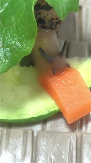 2026년 2월 17일 잠꾸러기 깨어나셨다.