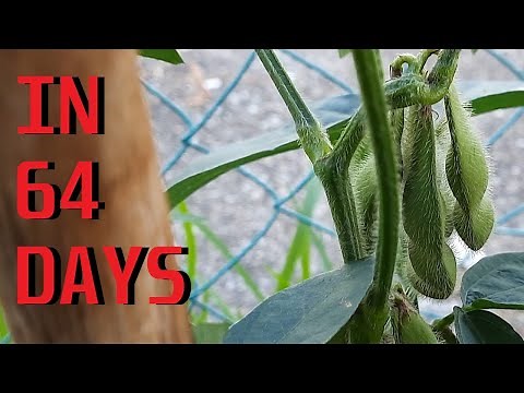 How to grow Edamame