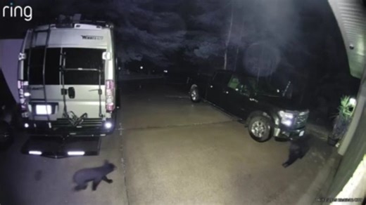 Bears spotted on Andover ring doorbell camera Thursday night