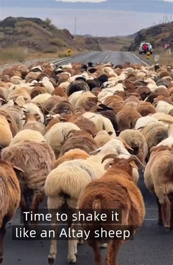 4.2K views · 85 reactions | Straight from Xinjiang’s Altay Region, meet the local “Kardashian” sheep gang, serving big tail energy and weekend vibes! #AltayBigTailedSheep #Xinjiang | ShanghaiEye | Facebook