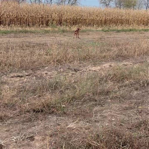Two things: 1. If I could give every dog owner one skill it would be this. Off leash freedom is so important I hope every dog can experience the joy especially my hunters!! 2. This feeling I get when the first time a dog realizes this type of freedom never gets old. I’m approaching my 20th year doing this and it is still as satisfying as the first time I had my own dogs off leash exploring the world. For all of you Shock collar haters out there this video is proof that it’s not about the tool! T