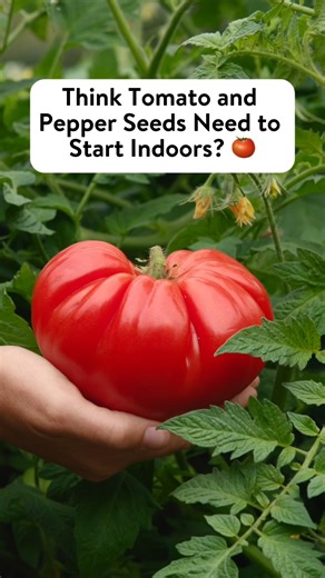 The easiest tomatoes and peppers you’ll ever grow don’t need to start indoors. 🍅🌶️ Burpee Garden Sown are the first-ever seeds you can start outdoors after the last frost directly in your soil. No trays or grow lamps required! | Burpee Gardening