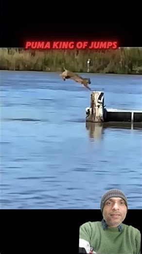 Leopard vs Lion Full Fight Clash #funny