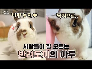 반려토끼를 키우면 겪게 될 일들