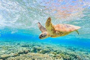 How to have a sustainable visit to the Great Barrier Reef - Lonely Planet
